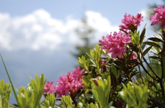 Settimana della rosa alpina