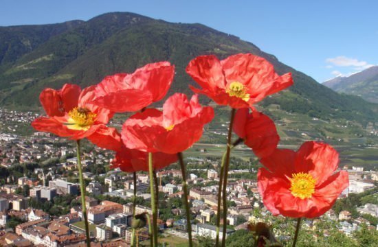 hotel-bellevue-dorf-tirol (37)