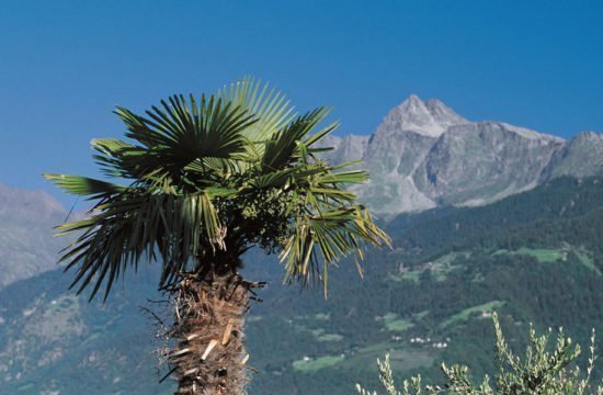 Between alpine pastures and palm trees