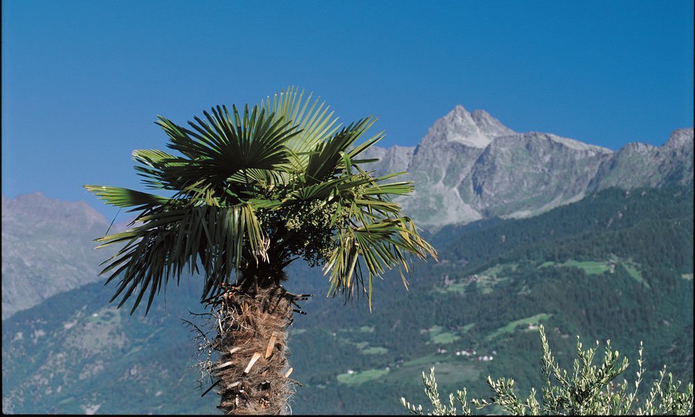 Zwischen Almen und Palmen: Herbsturlaub im Bellevue