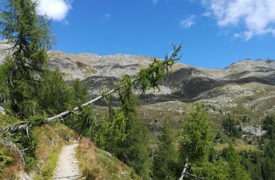 Wanderung zur Kaserfeldalm im Ultental August 2022