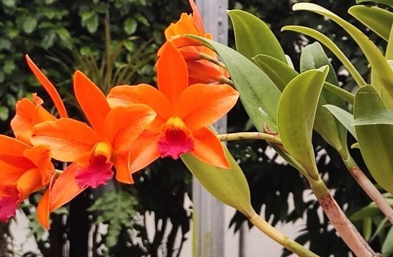 Fahrt nach Gargazon in die Orchideenwelt Oktober 2023