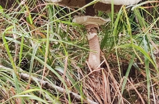 IMG_20250819_125348