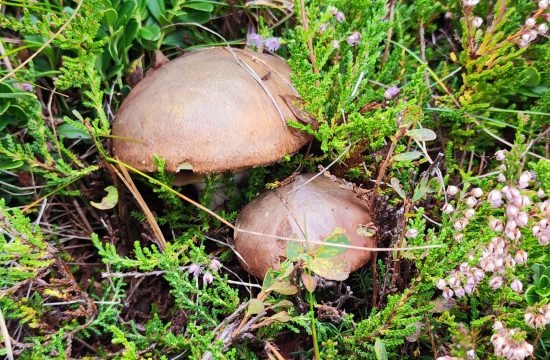 IMG_20250909_112937