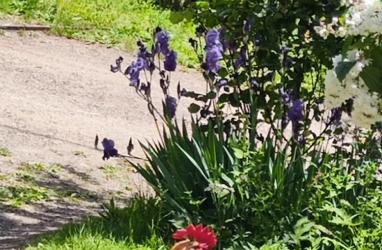 IMG_20260617_115925