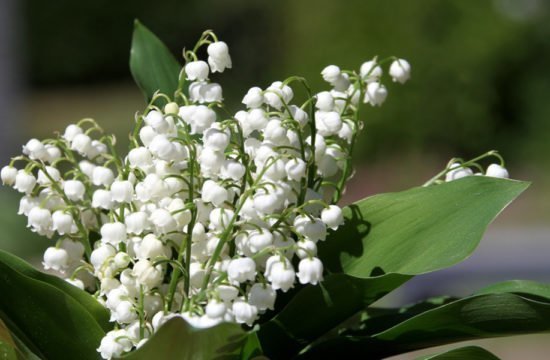 Lily of the Valley Week