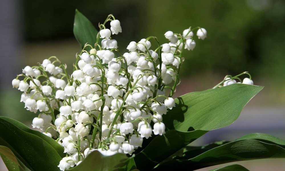 Lily of the Valley Week