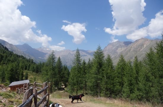 Wanderung zur Berglalm Juli 2022