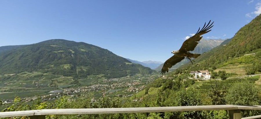 Centro Recupero Avifauna